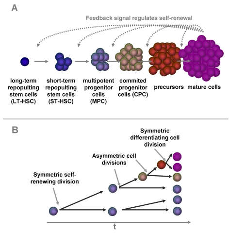 Modeling Of Replicative Senescence In Hematopoietic Development