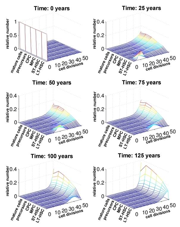 Modeling Of Replicative Senescence In Hematopoietic Development