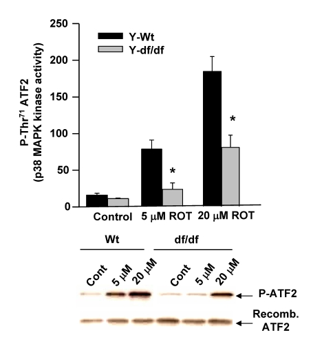 Aging Dermal Fibroblasts From Long Lived Ames Dwarf Mice Maintain