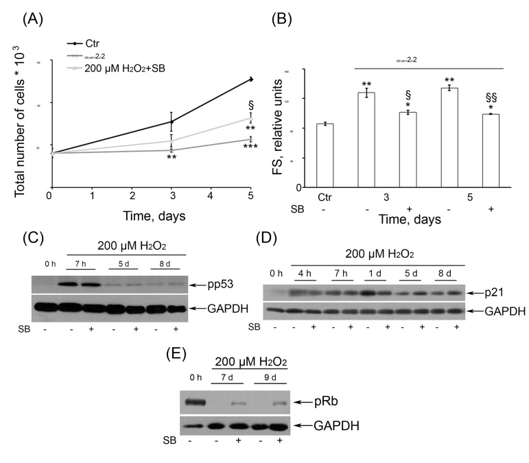 Interaction Between ROS Dependent DNA Damage Mitochondria And P38 MAPK