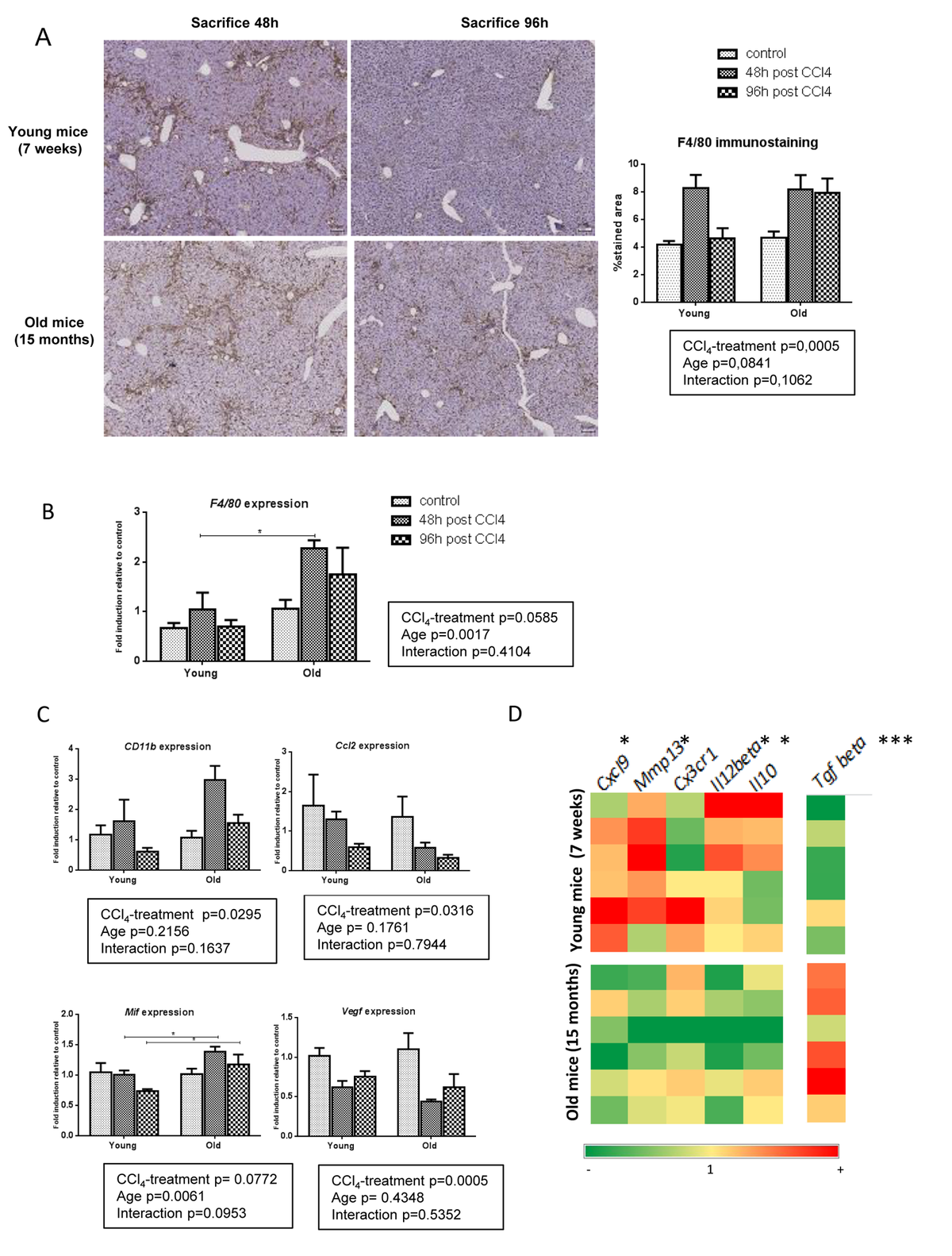 Aging Enhances Liver Fibrotic Response In Mice Through Hampering