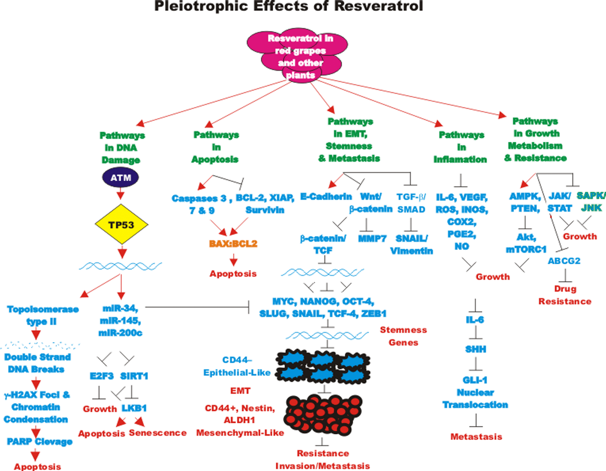 Effects Of Resveratrol Curcumin Berberine And Other Nutraceuticals On