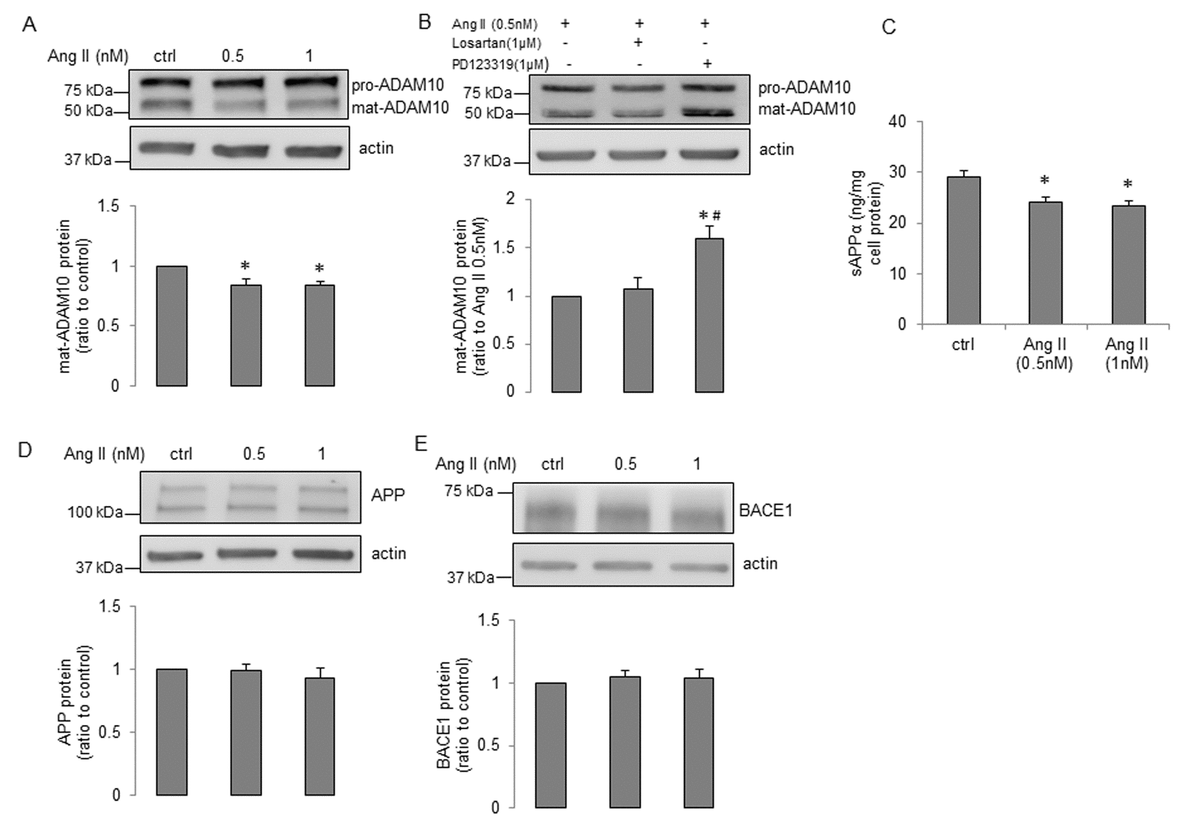 Effects Of Senescence And Angiotensin Ii On Expression And Processing