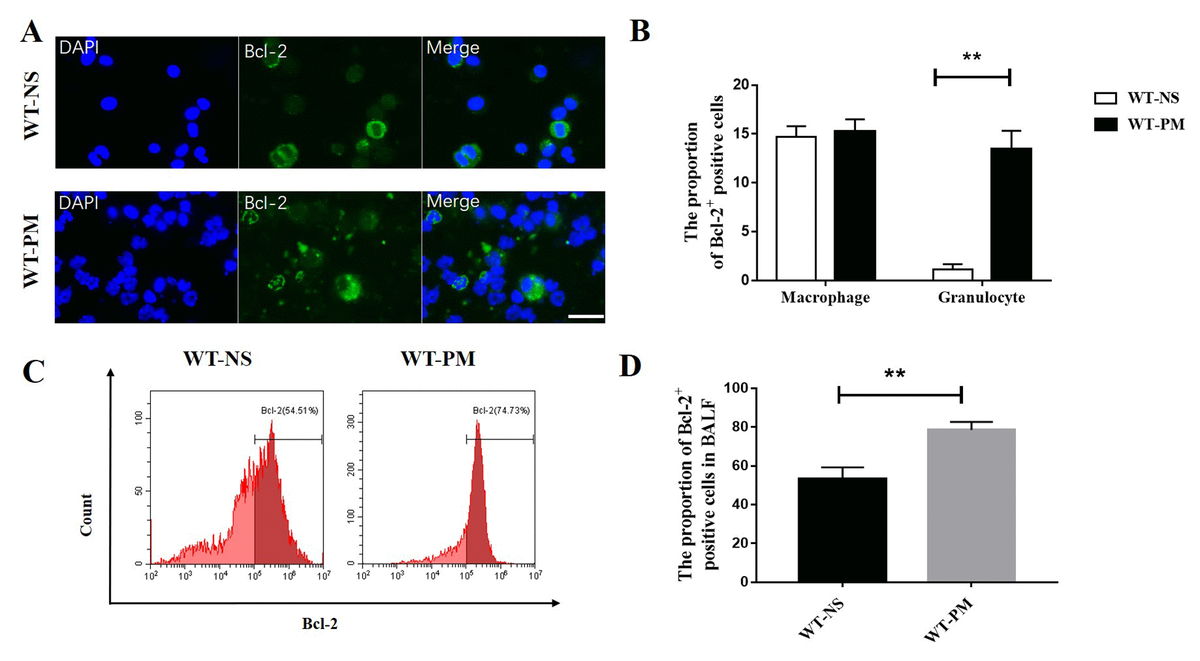 Induction Of Neutrophil Apoptosis By A Bcl 2 Inhibitor Reduces