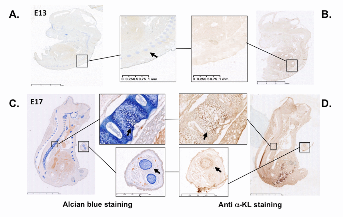 Secreted Klotho Maintains Cartilage Tissue Homeostasis By Repressing