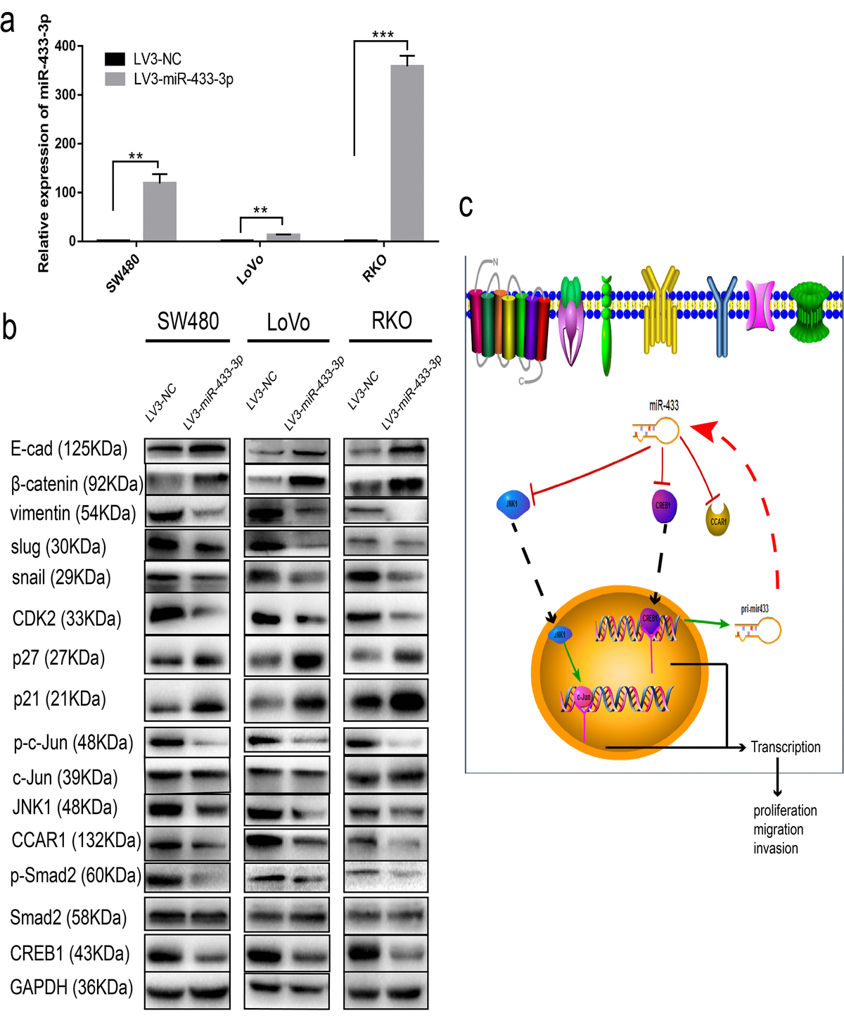 A CREB1 MiR 433 Reciprocal Feedback Loop Modulates Proliferation And