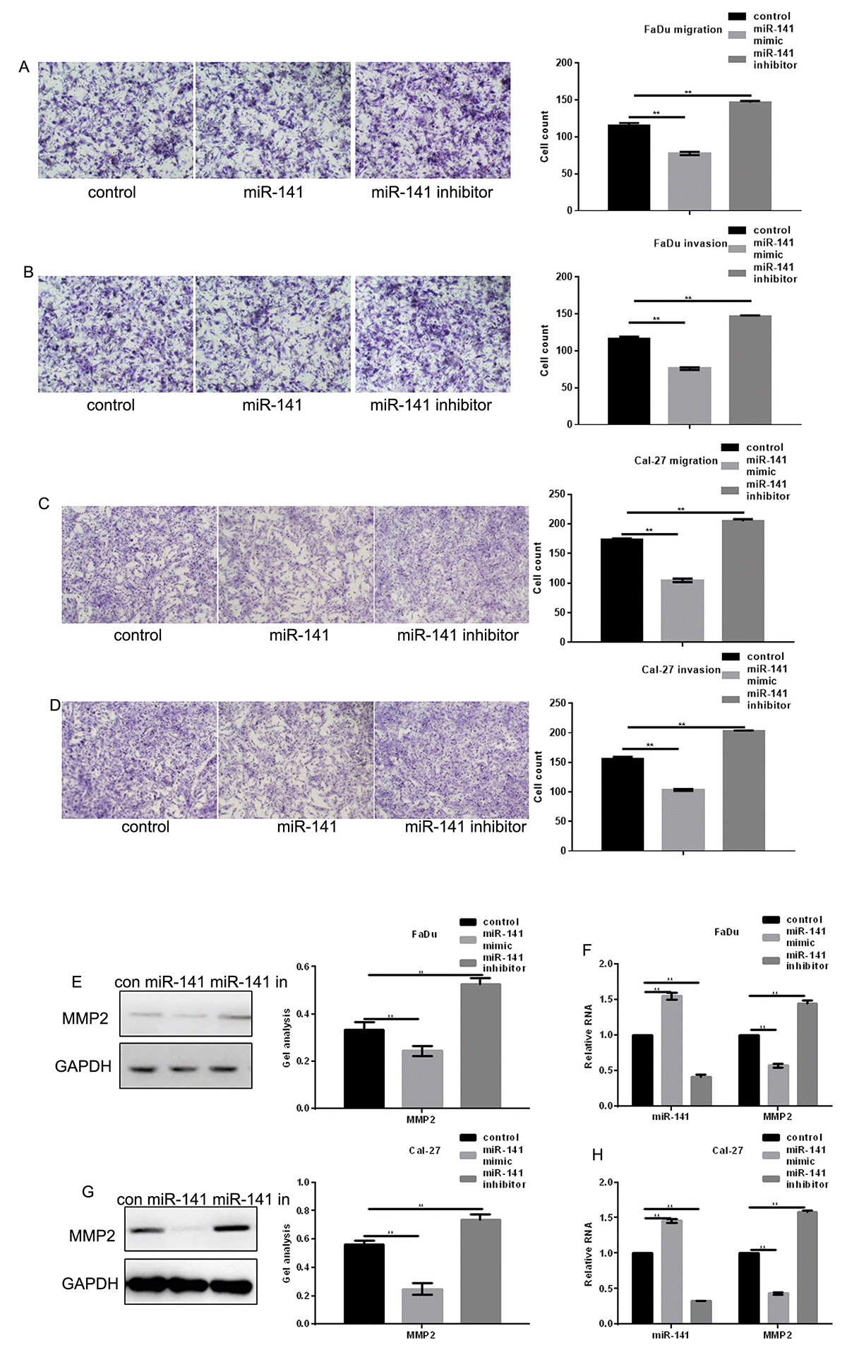 Microrna Suppresses Growth And Metastatic Potential Of Head And