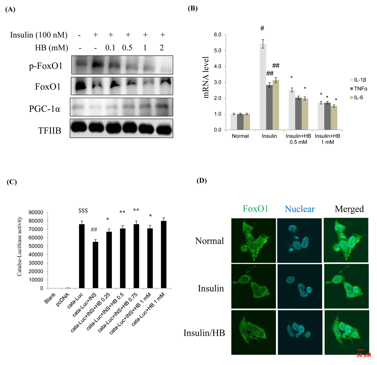 Anti Inflammatory Action Of Hydroxybutyrate Via Modulation Of Pgc