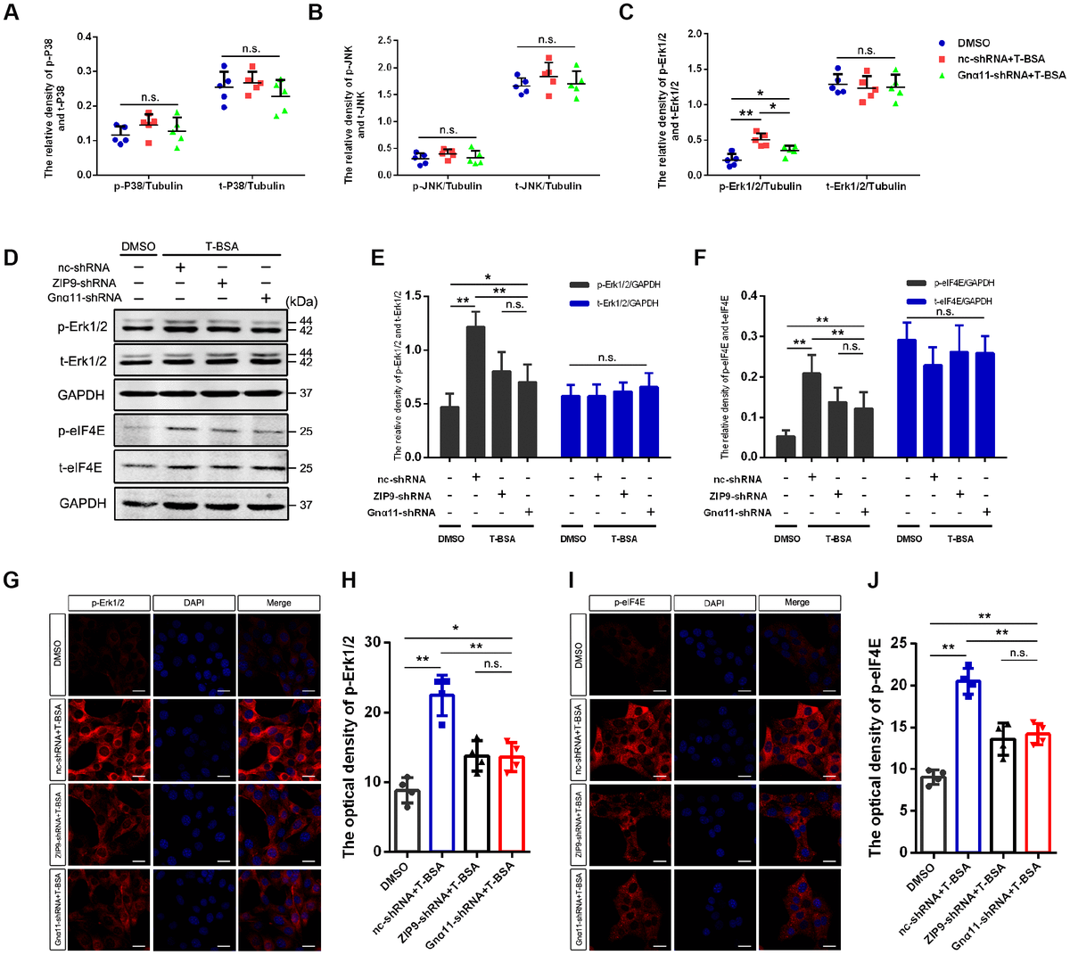 Non Genomic Mechanisms Mediate Androgen Induced PSD95 Expression