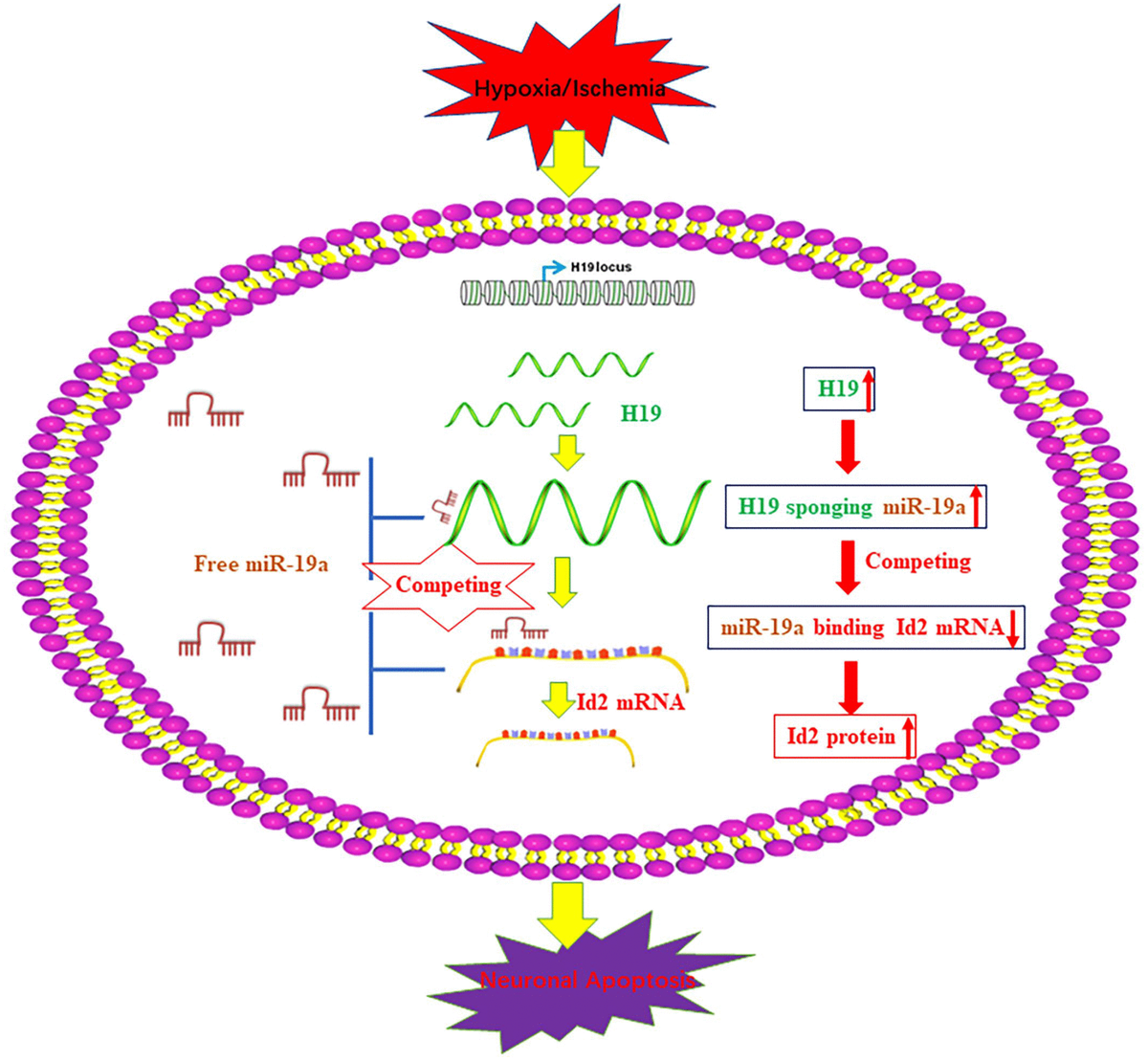 Blocking LncRNA H19 MiR 19a Id2 Axis Attenuates Hypoxia Ischemia