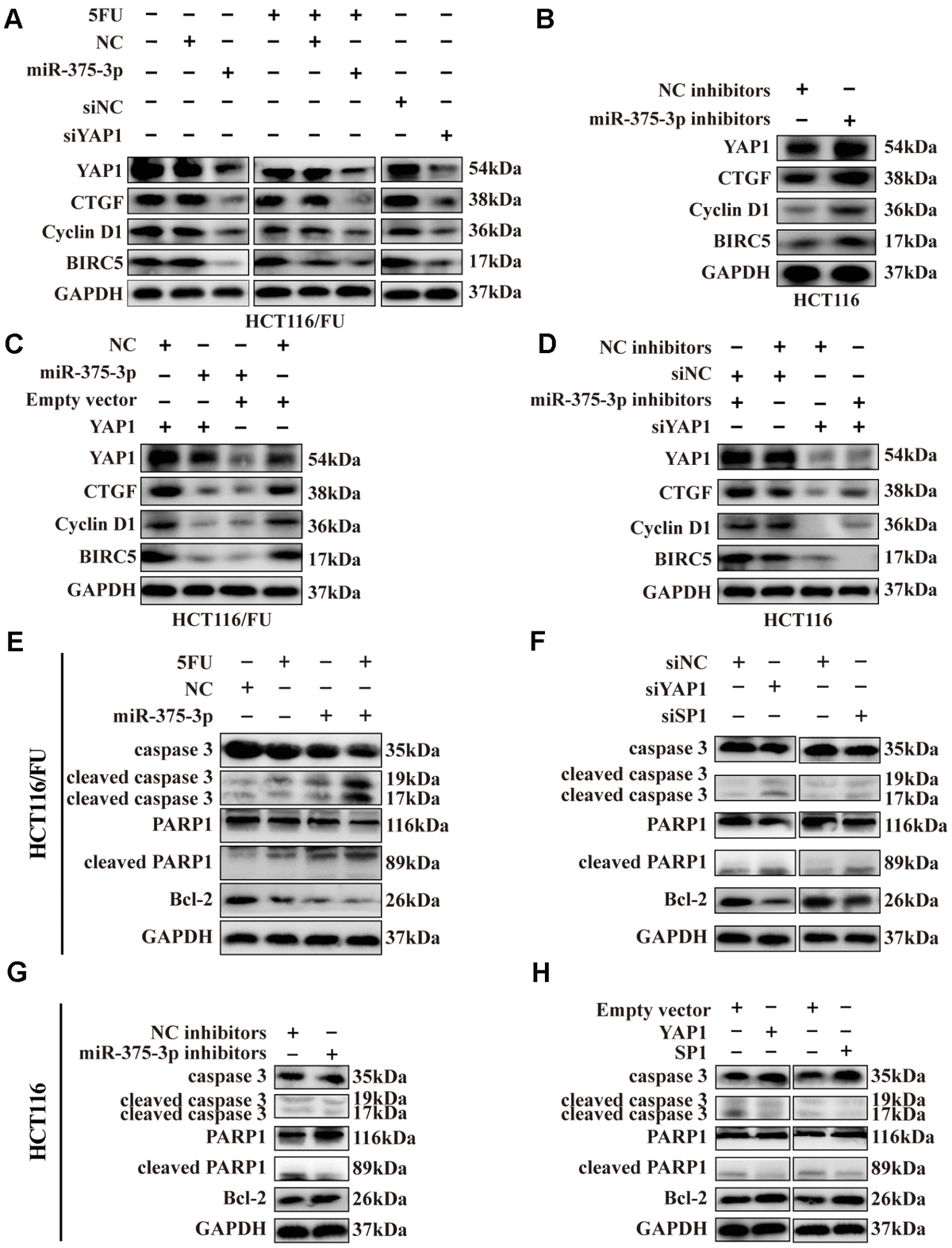 Mir P Suppresses Tumorigenesis And Partially Reverses