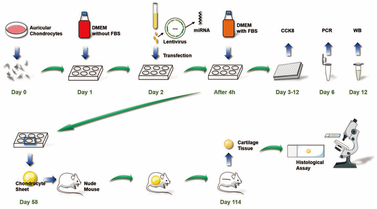 Chondrocyte Sheet In Vivo Cartilage Regeneration Technique Using MiR