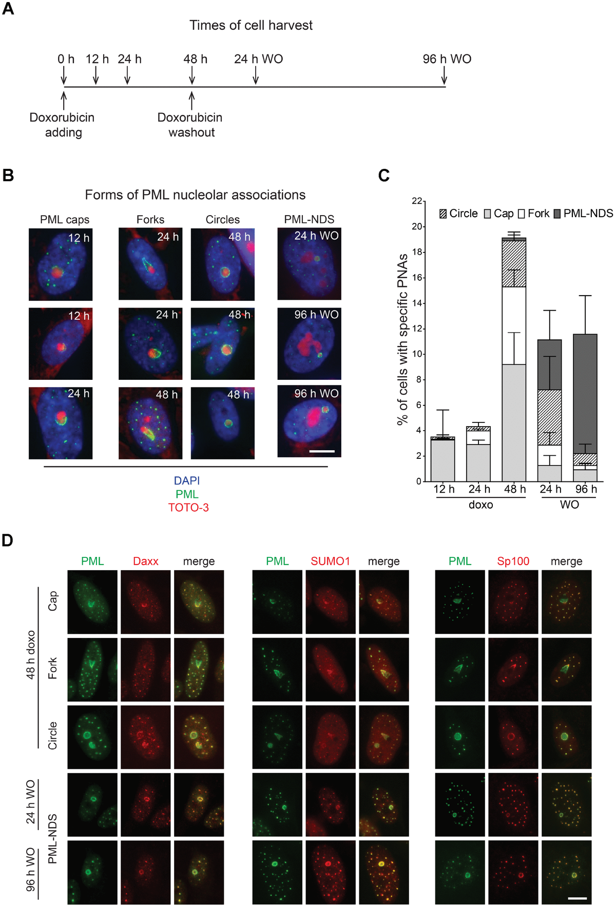 Dynamic Pml Protein Nucleolar Associations With Persistent Dna Damage