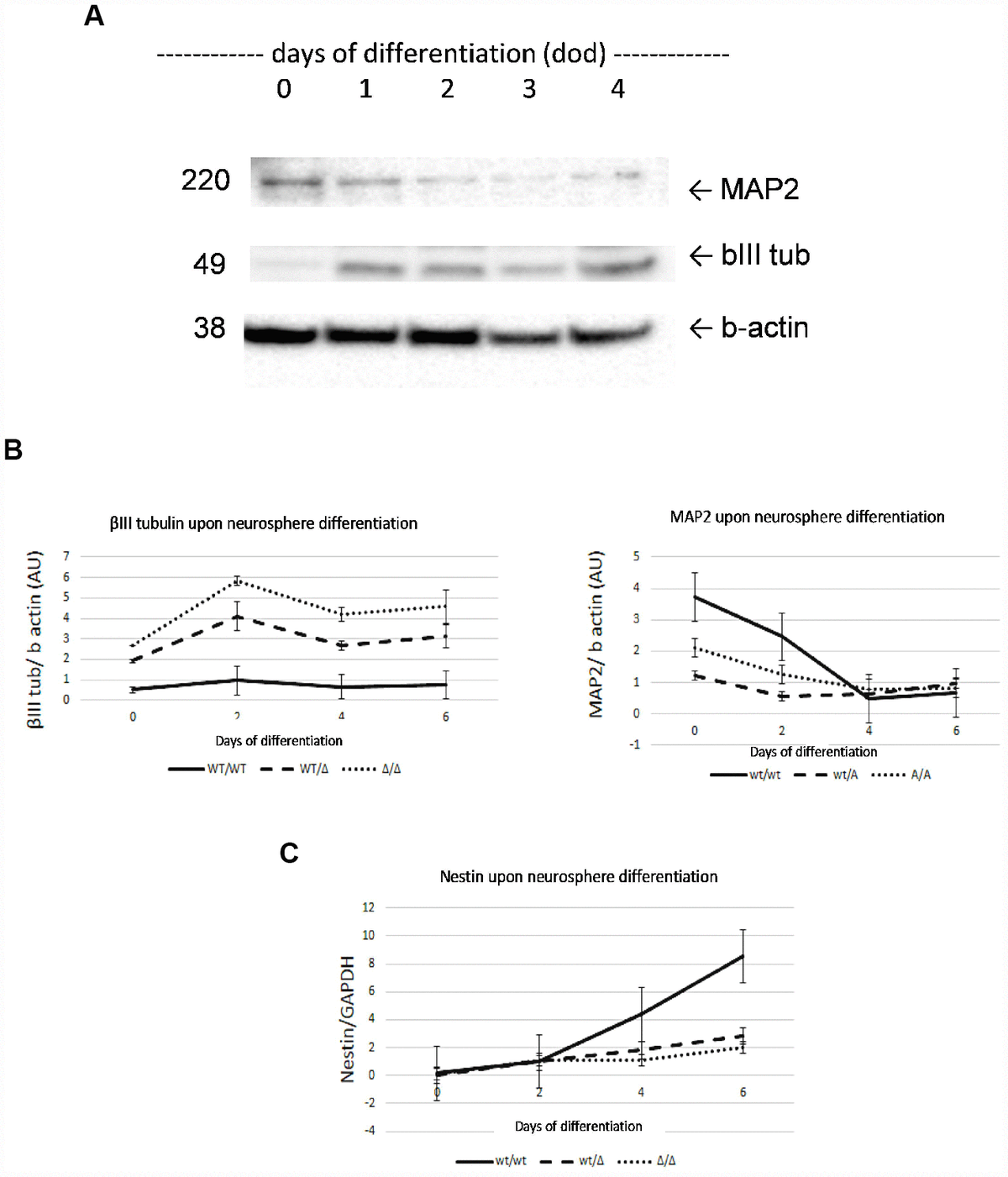 Gba Mutation Promotes Early Mitochondrial Dysfunction In D Neurosphere