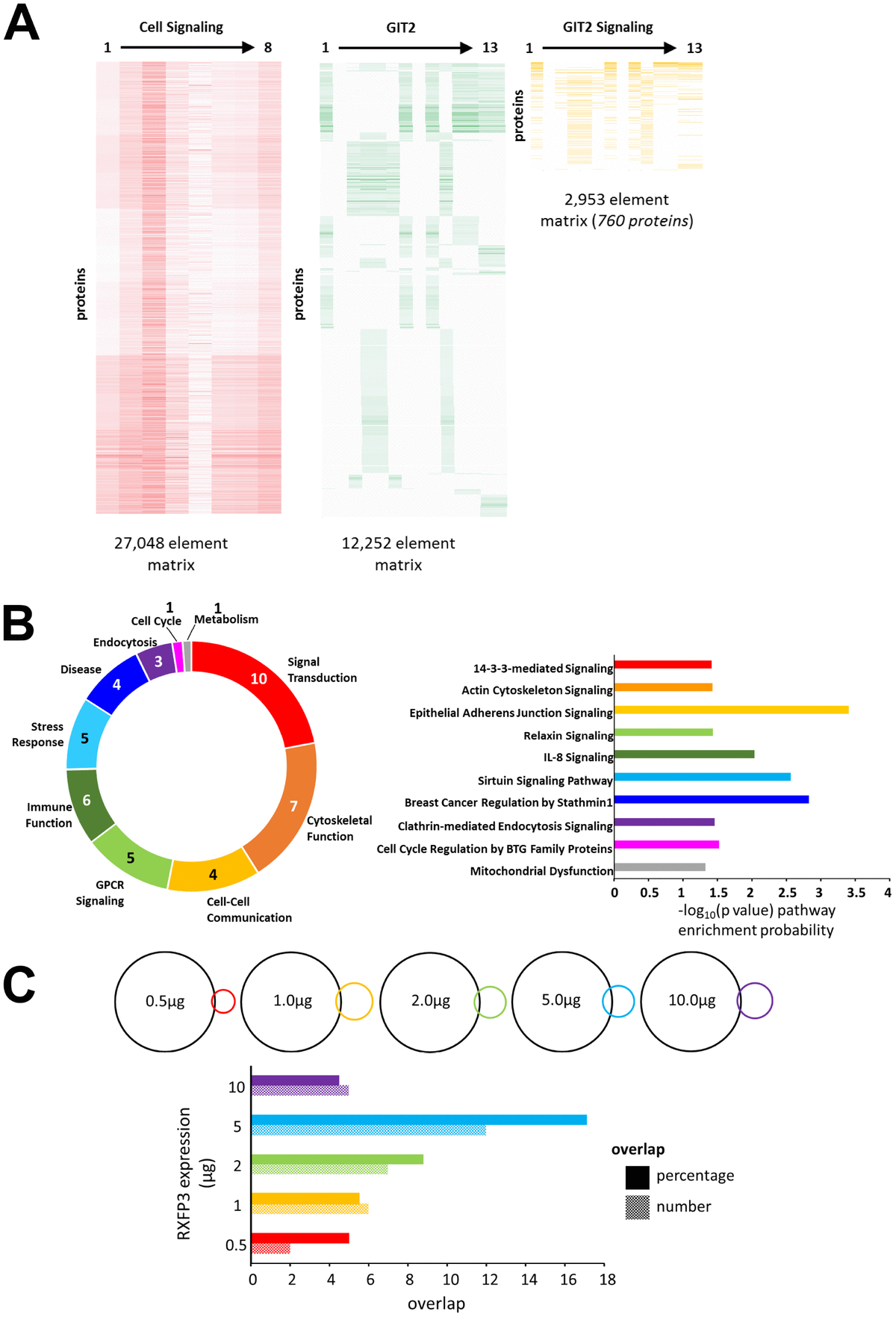 The Rxfp Receptor Is Functionally Associated With Cellular Responses