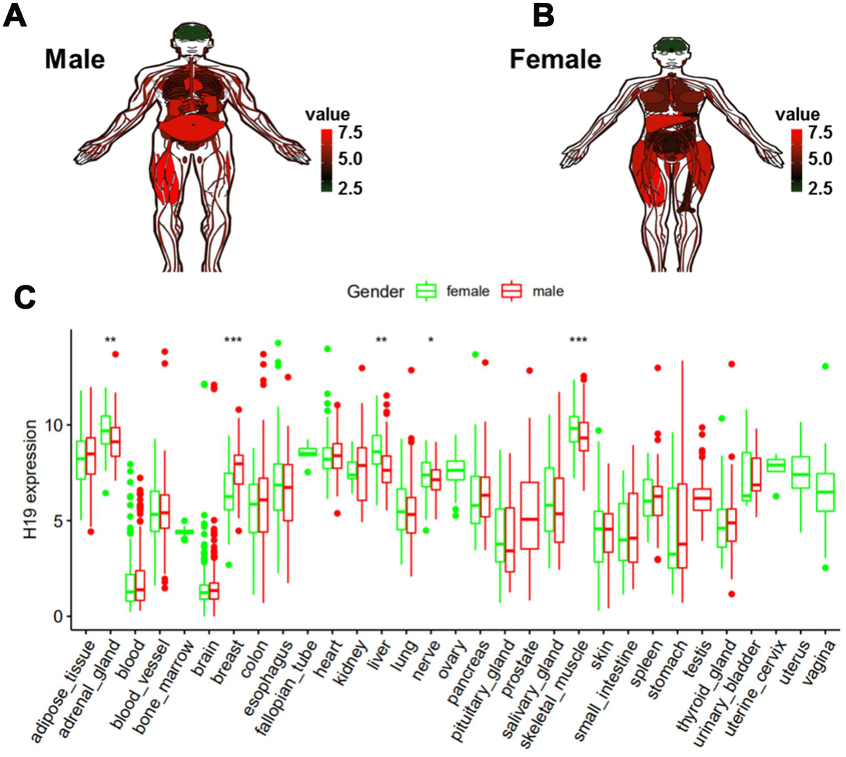 Expression And Prognostic Value Of Long Non Coding Rna H In Glioma