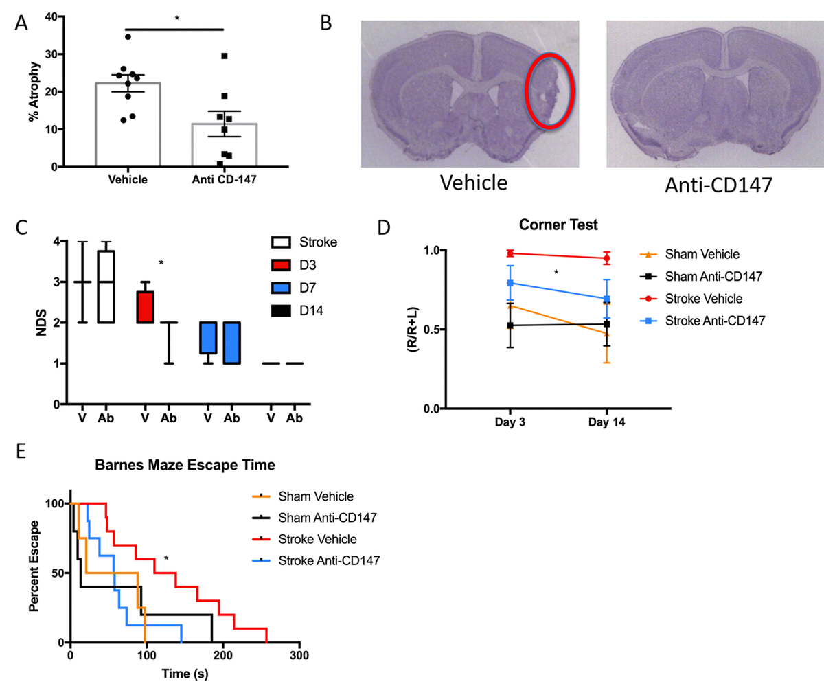 Emmprin Cd Plays A Detrimental Role In Clinical And Experimental