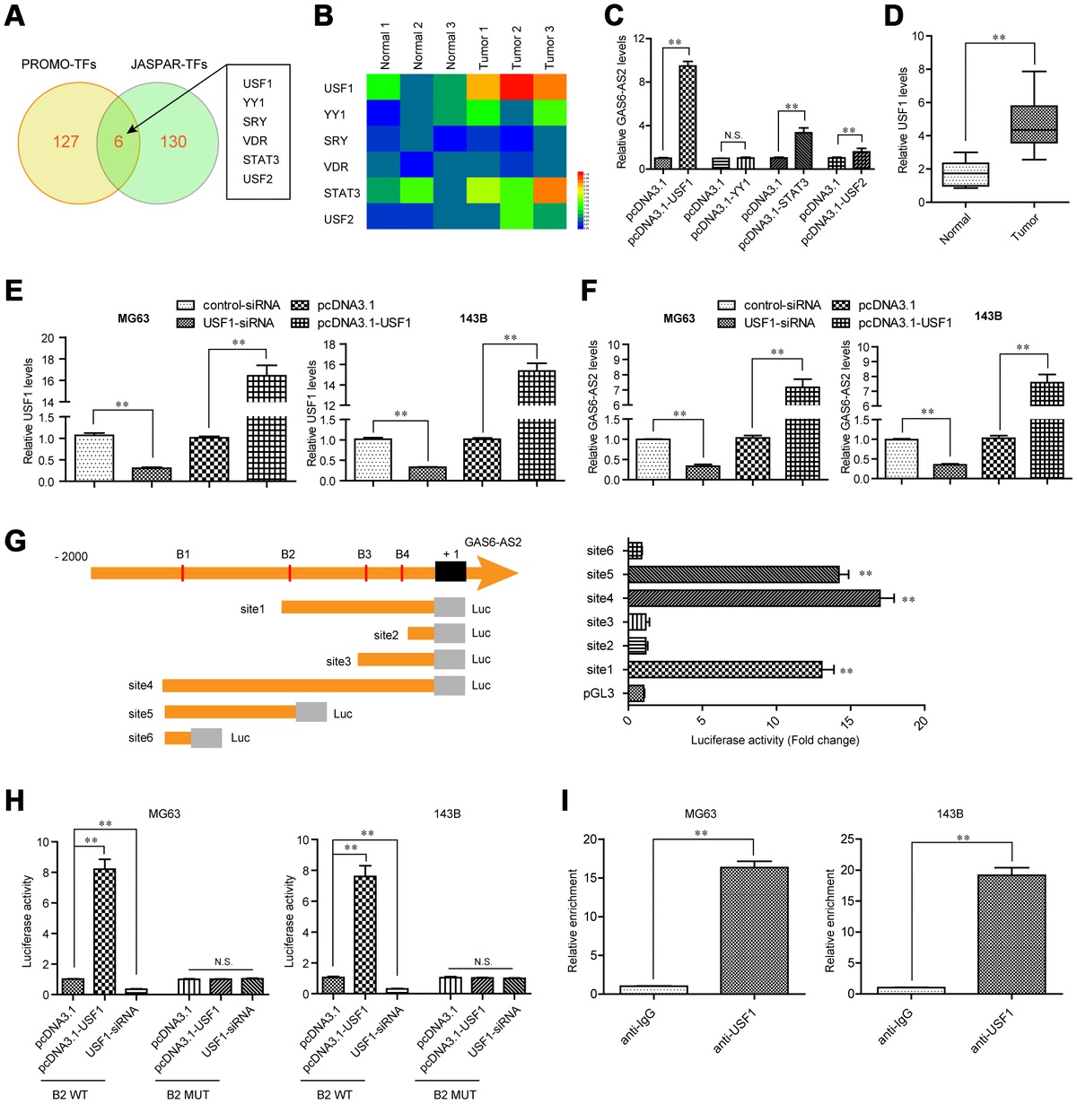 Usf Mediated Upregulation Of Lncrna Gas As Facilitates Osteosarcoma