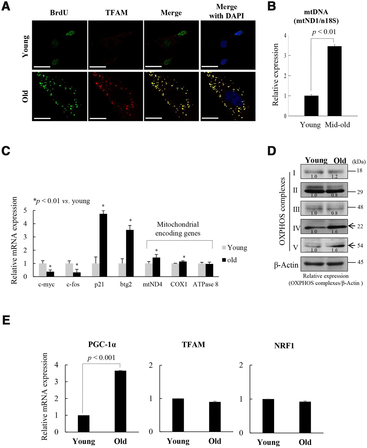 Mitochondrial Nucleoid Remodeling And Biogenesis Are Regulated By The