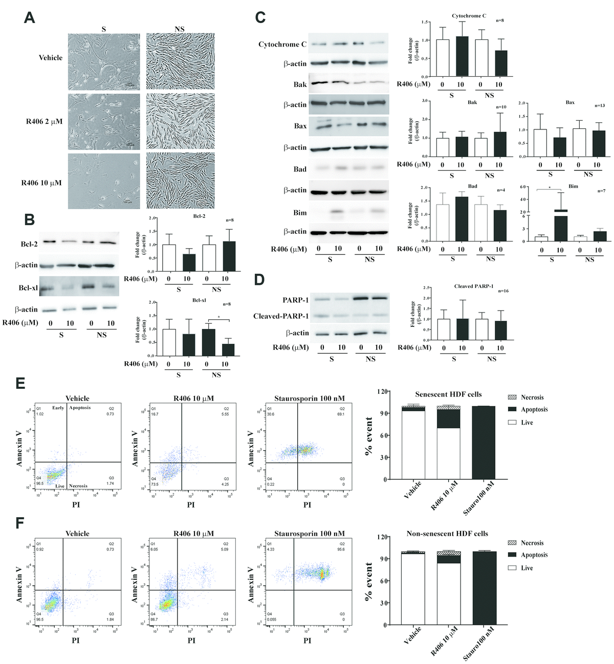 Identification Of SYK Inhibitor R406 As A Novel Senolytic Agent