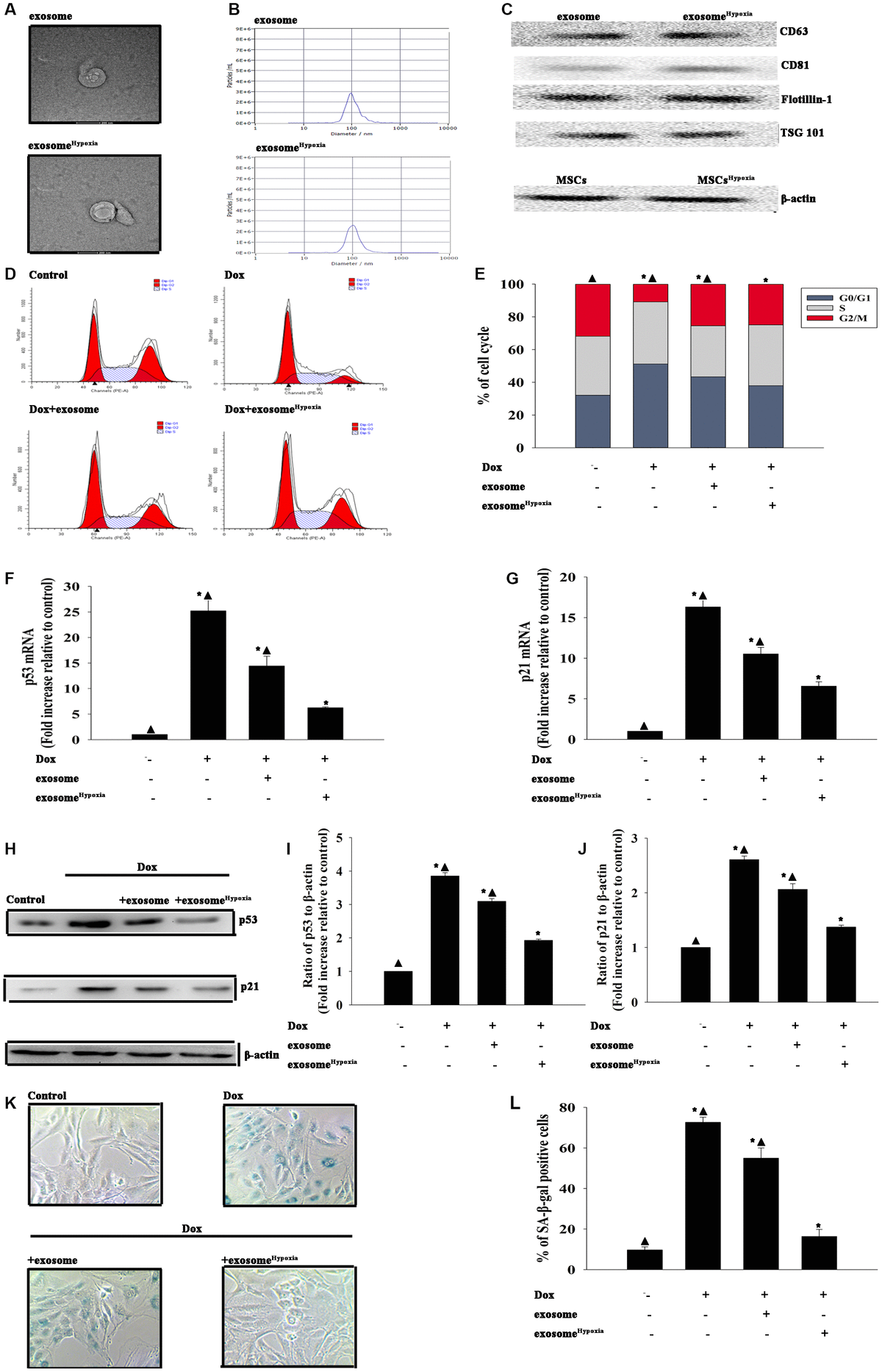 Long Noncoding Rna Malat Sponges Microrna A P To Inhibit