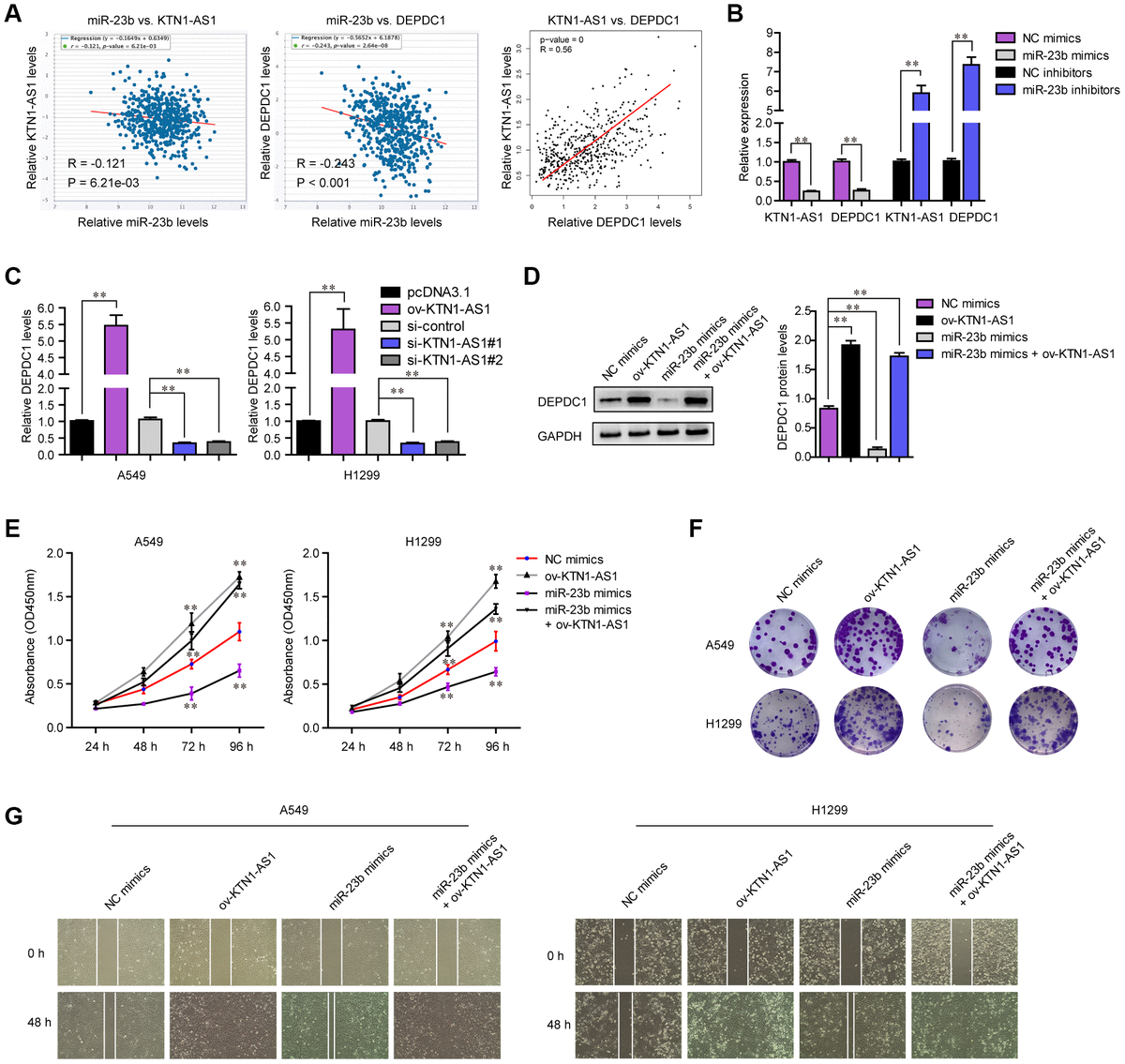 Stat Induced Upregulation Of Lncrna Ktn As Predicts Poor Prognosis