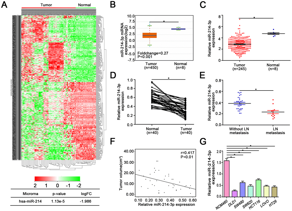 MicroRNA 214 3p Targets The PLAGL2 MYH9 Axis To Suppress Tumor