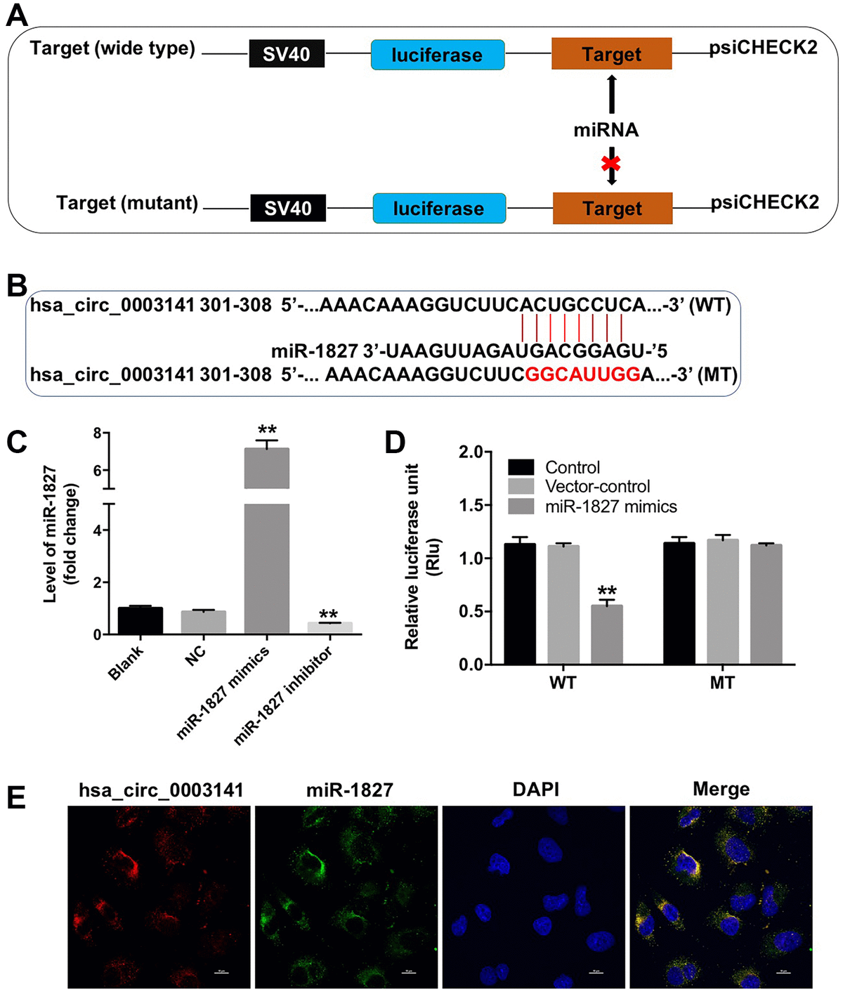 Circular Rna Hsa Circ Promotes Tumorigenesis Of Hepatocellular