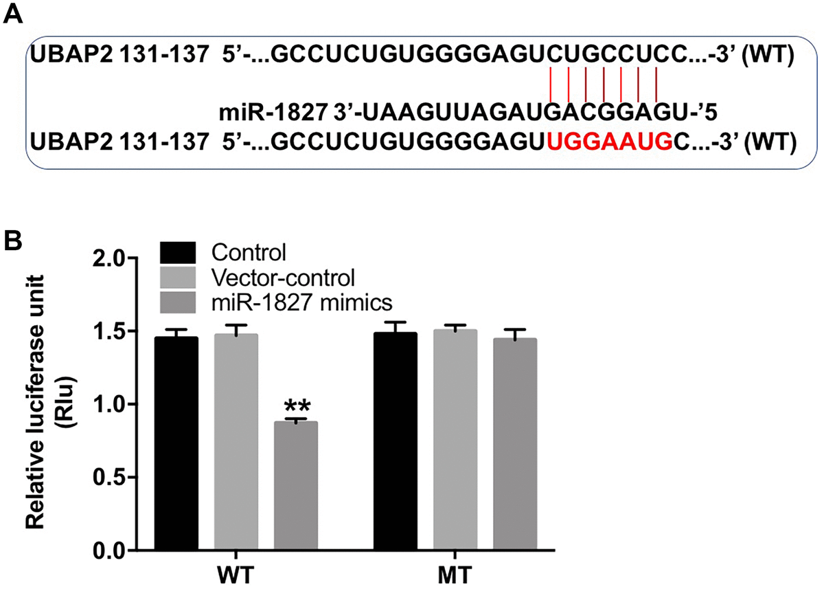 Circular Rna Hsa Circ Promotes Tumorigenesis Of Hepatocellular