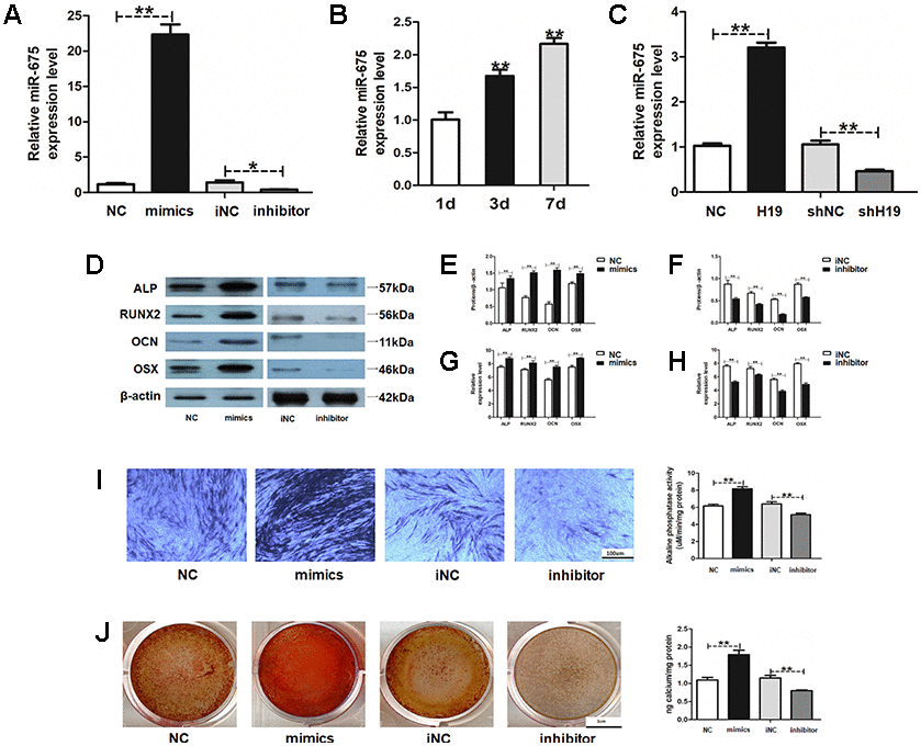 Human Amnion Derived Mesenchymal Stem Cells Promote Osteogenic