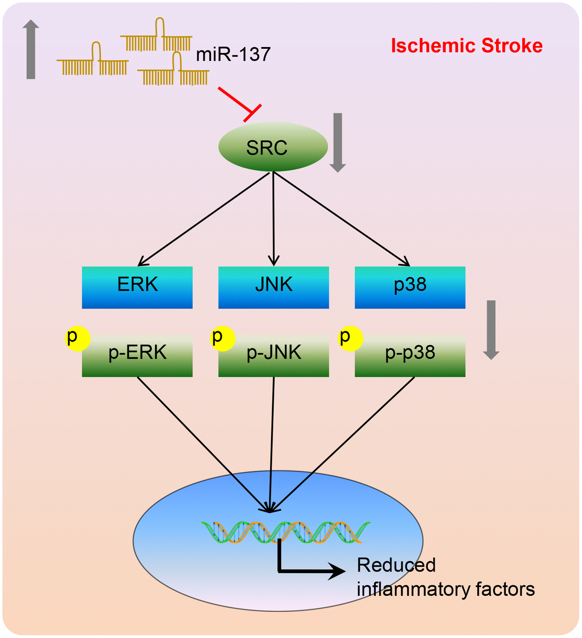 Mir Prevents Inflammatory Response Oxidative Stress Neuronal