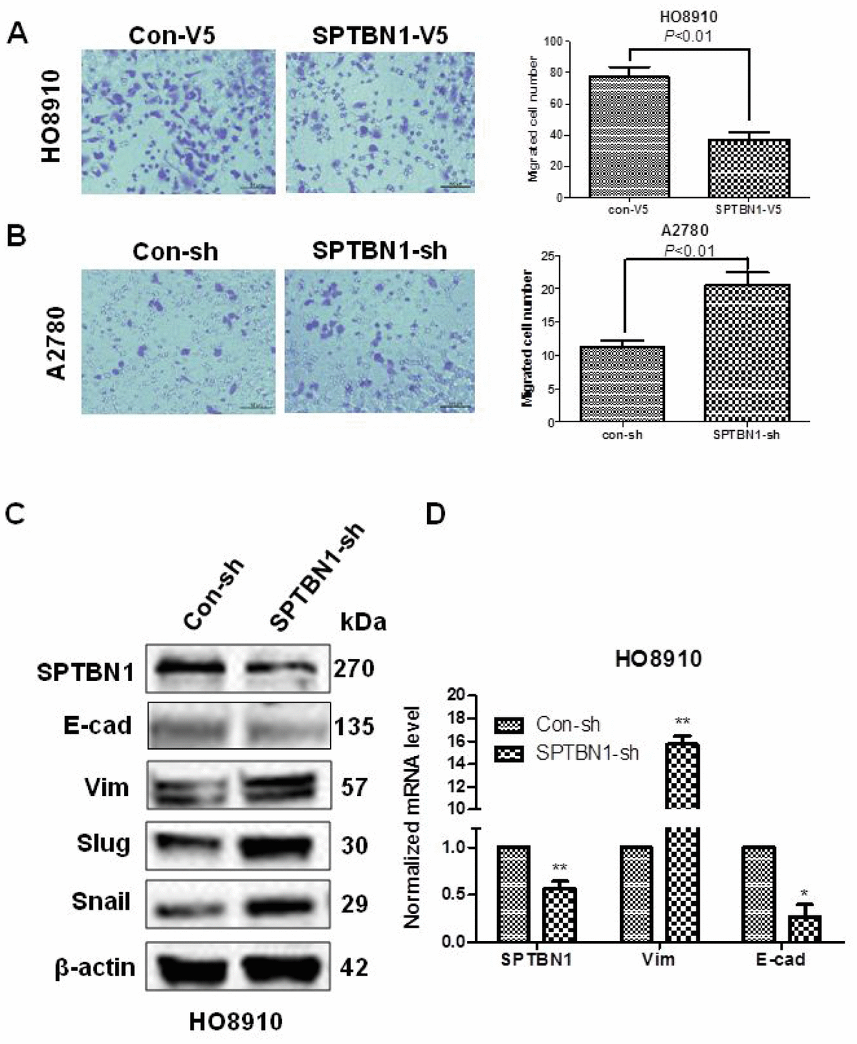 Sptbn Suppresses The Progression Of Epithelial Ovarian Cancer Via