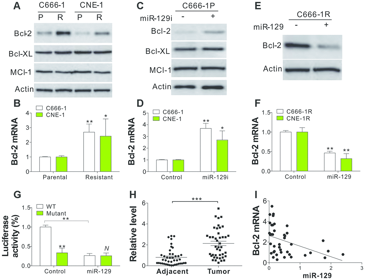 LncRNA NEAT1 MiR 129 Bcl 2 Signaling Axis Contributes To HDAC Inhibitor