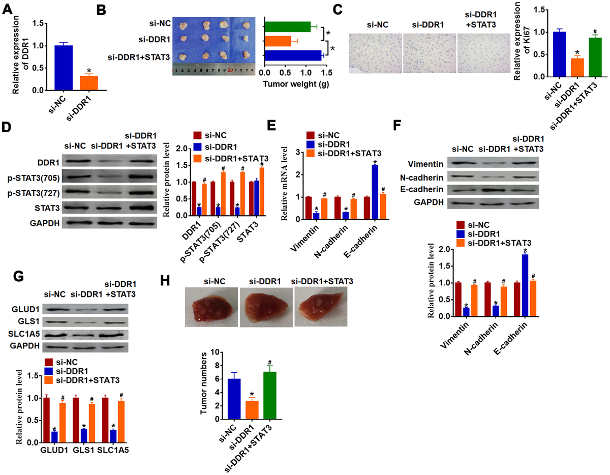 The Cross Talk Between Ddr And Stat Promotes The Development Of