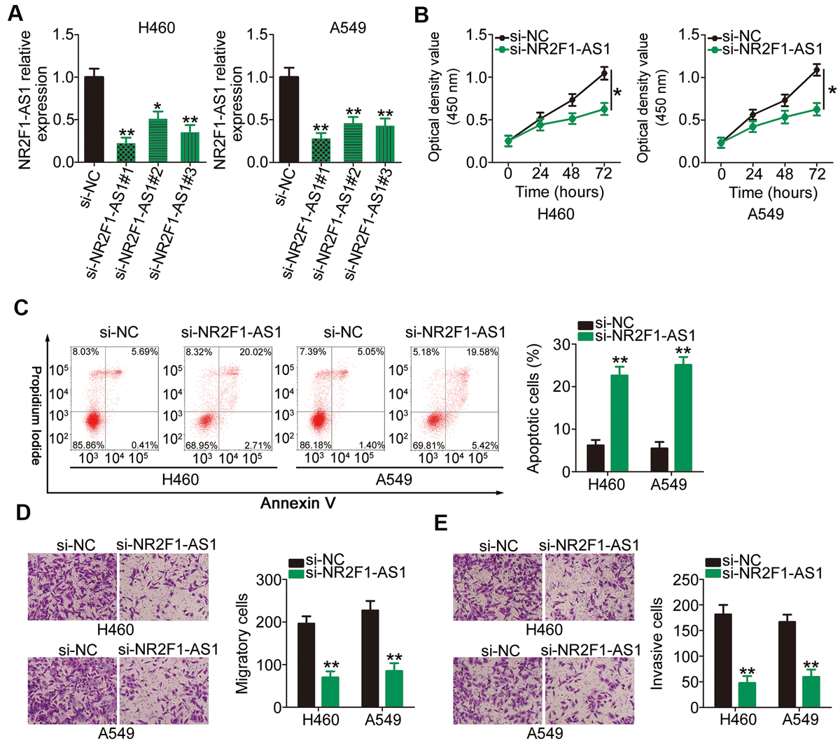 Aging Long Noncoding RNA NR2F1 AS1 Promotes The Malignancy Of Non