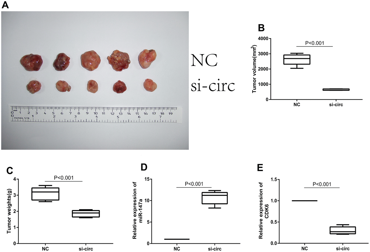 Circrna Circ Promotes The Progression Of Epithelial Ovarian