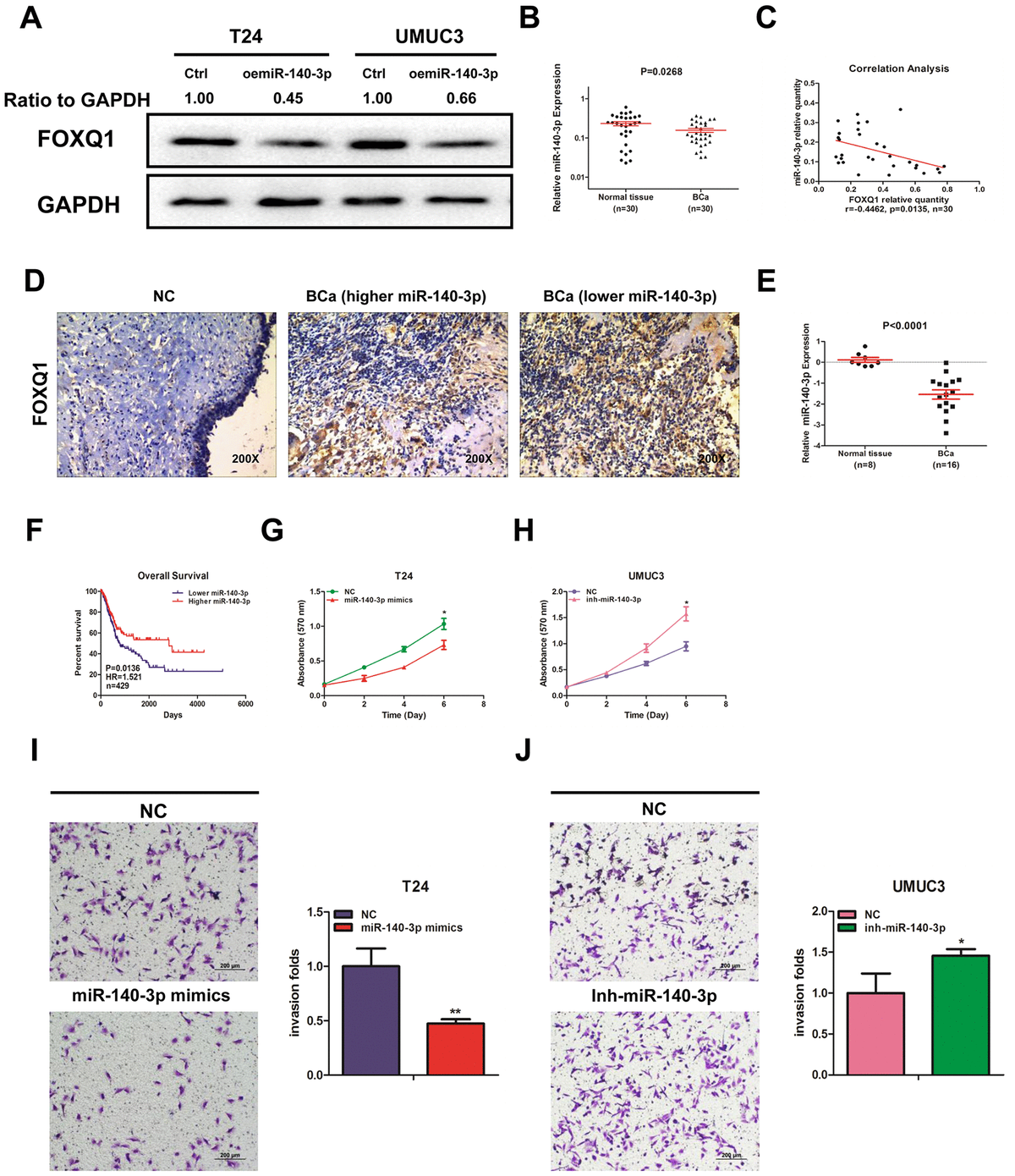 MiR 140 3p Inhibits Bladder Cancer Cell Proliferation And Invasion By