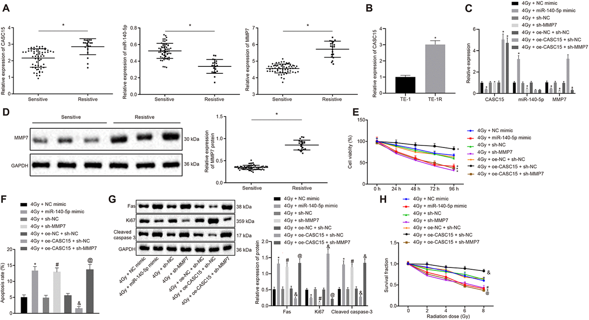 Silencing Of Long Non Coding Rna Casc Enhances Radiosensitivity Of