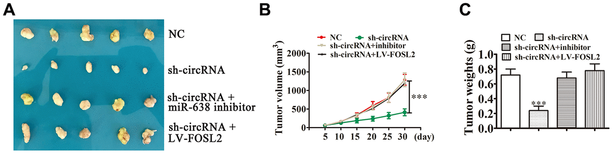 Hsa Circ Promotes Nsclc Progression Via Sponging Mir And