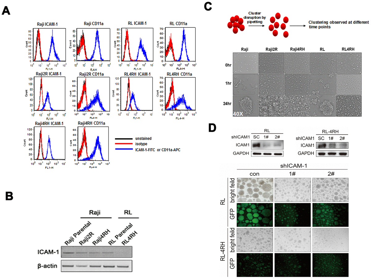 The Adhesion Molecule Icam In Diffuse Large B Cell Lymphoma Post