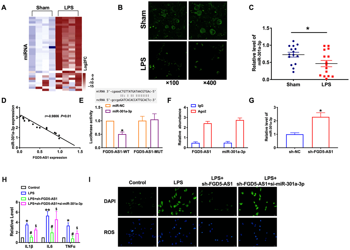 Silencing Of LncRNA FGD5 AS1 Prevents Inflammation In Acute Pneumonia