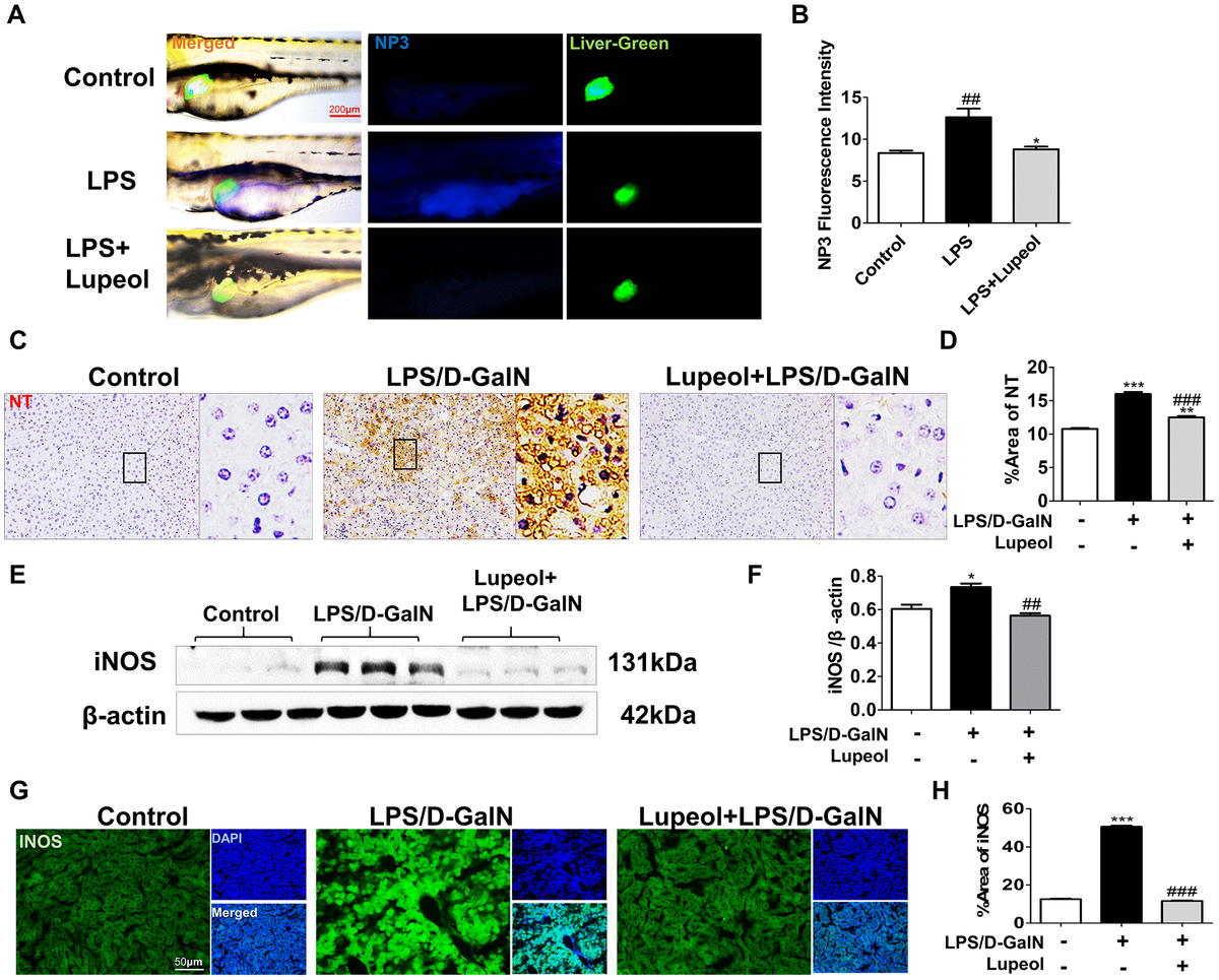 Lupeol Ameliorates LPS D GalN Induced Acute Hepatic Damage By