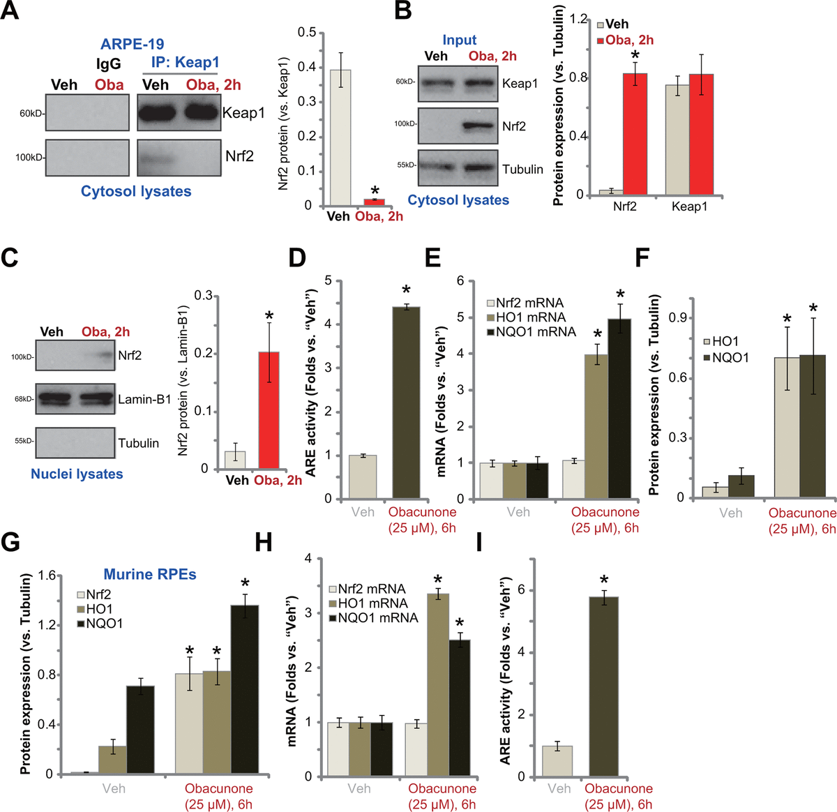 Obacunone Protects Retinal Pigment Epithelium Cells From Ultra Violet