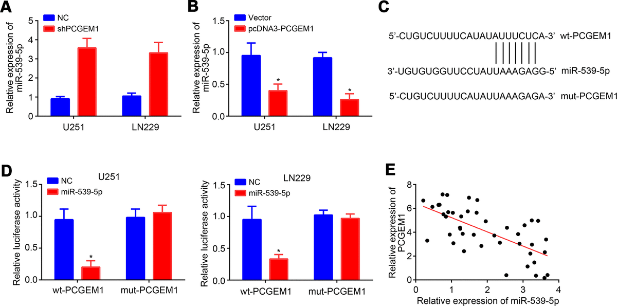 LncRNA PCGEM1 Contributes To Malignant Behaviors Of Glioma By