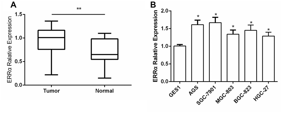 Down Regulation Of Estrogen Related Receptor Alpha Err Inhibits