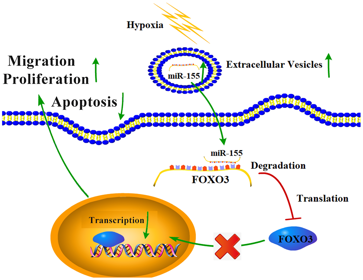 Hypoxia Induced MicroRNA 155 Overexpression In Extracellular Vesicles