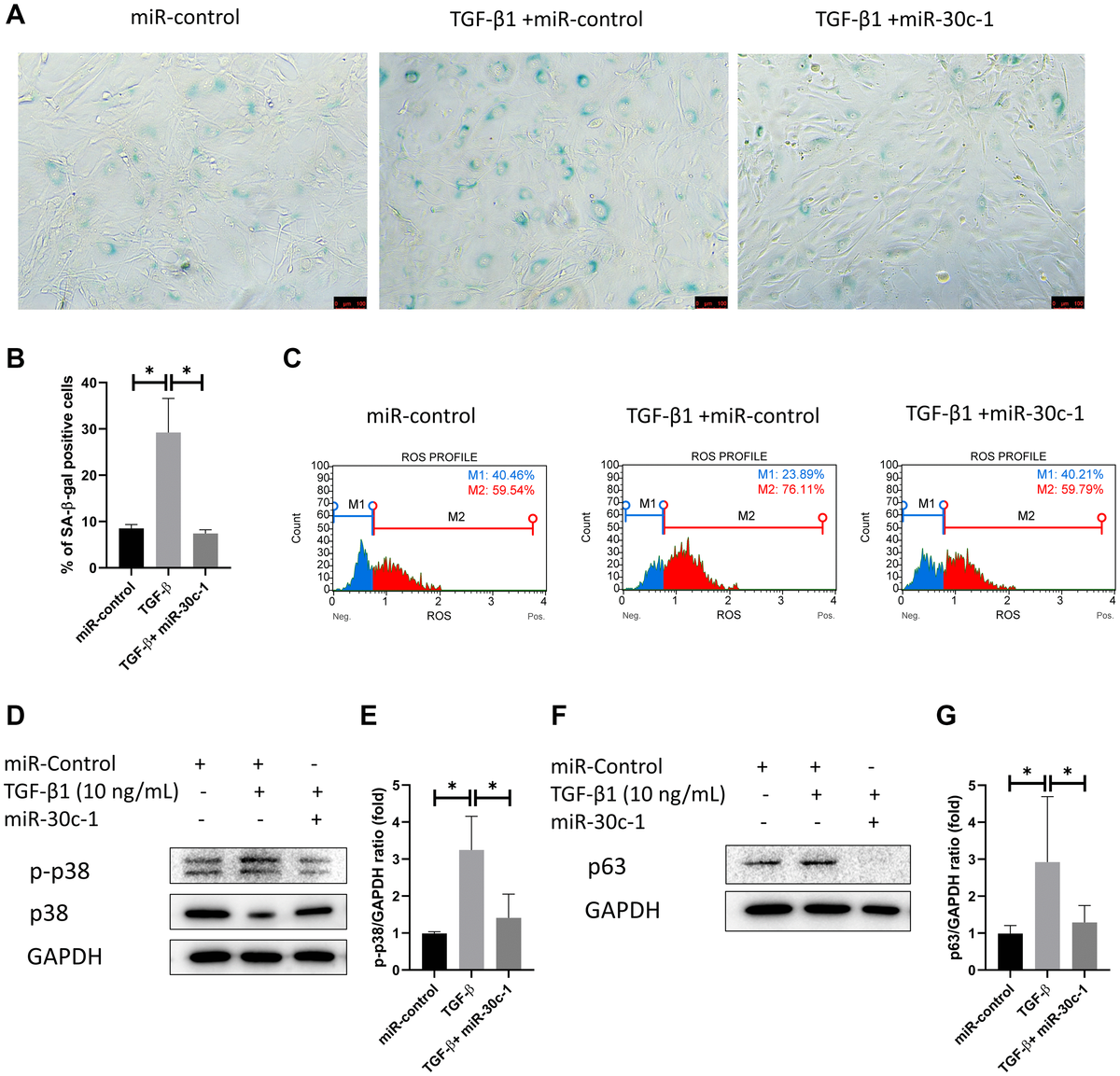 Mir C Encourages Human Corneal Endothelial Cells To Regenerate