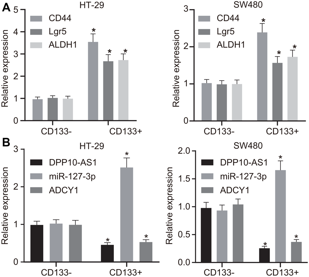 HT-29 and SW480 cells are successfully sorted out. (A) expression of stem cell markers detected by RT-qPCR. (B) expression of DPP10-AS1, miR-127-3p, and ADCY1 determined using RT-qPCR. Measurement data were expressed as mean ± standard deviation. The data between two groups were analyzed by unpaired t-test. Data among multiple groups were analyzed by one-way ANOVA followed by a Tukey’s post hoc test. The experiment was repeated three times. * p 