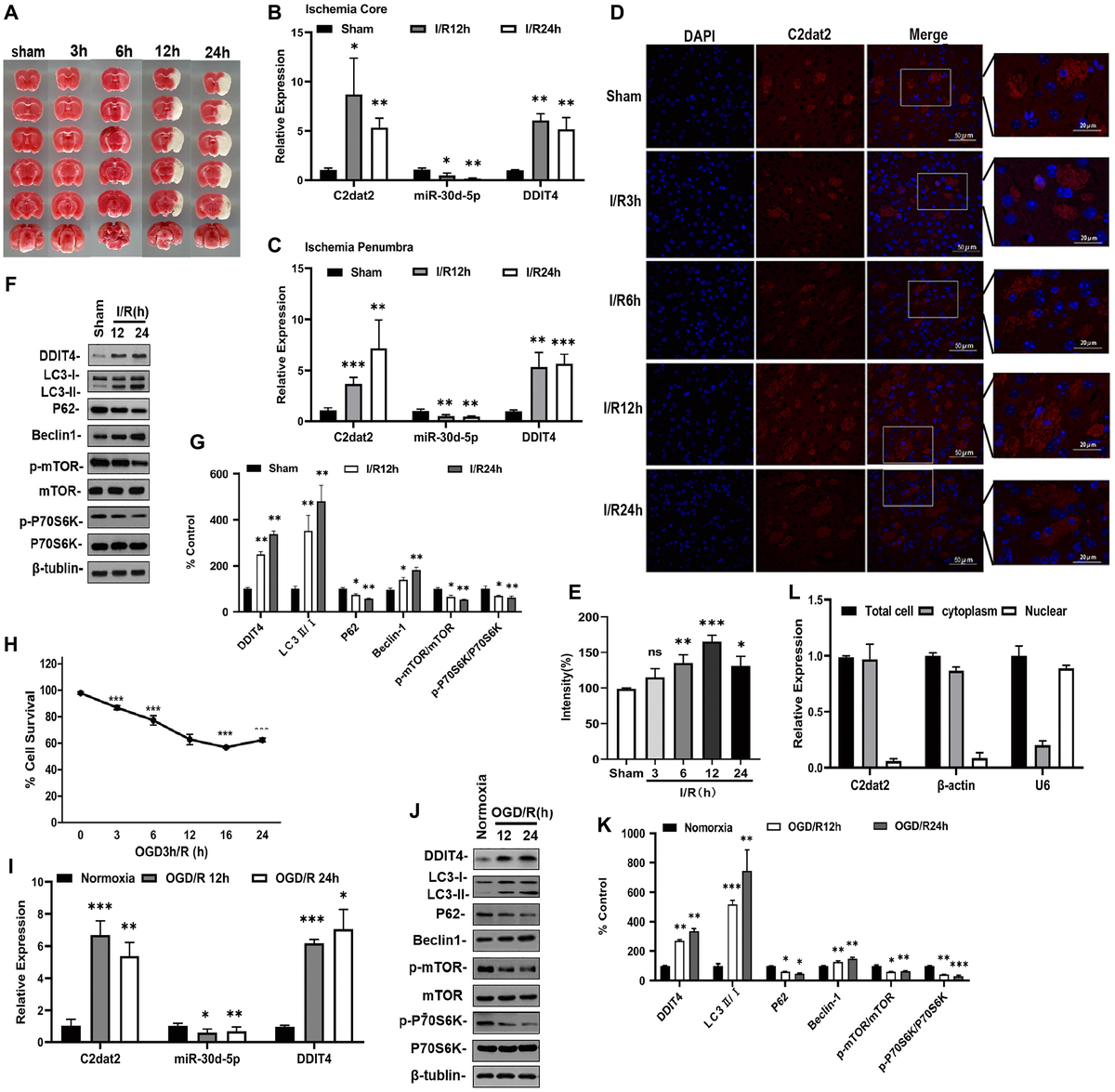 Lncrna C Dat Facilitates Autophagy And Apoptosis Via The Mir D P