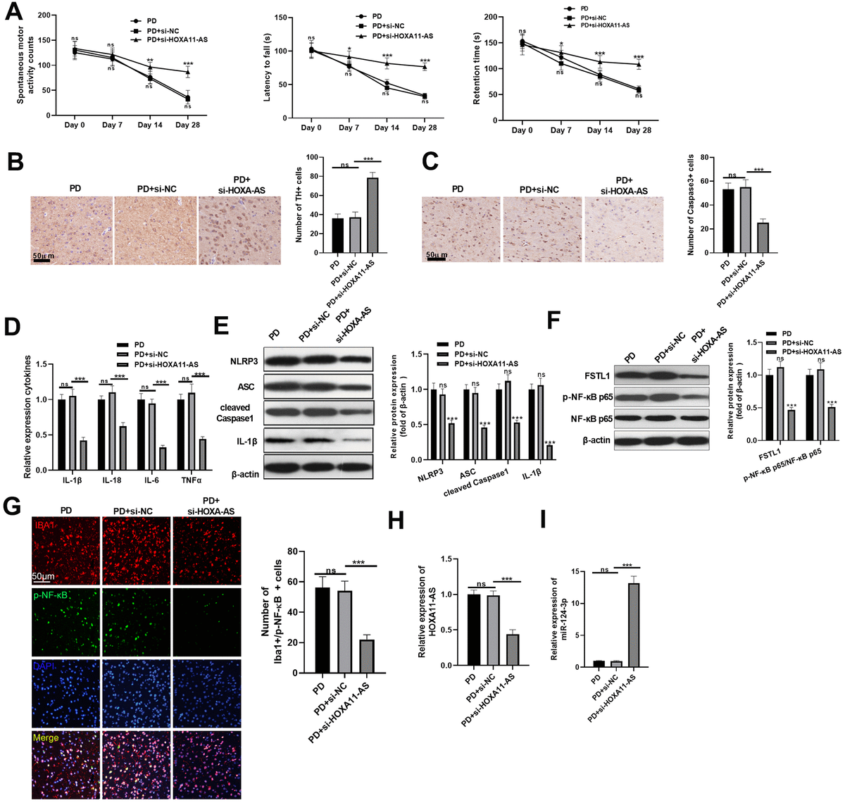 Inhibition Of Long Non Coding RNA HOXA11 AS Against Neuroinflammation